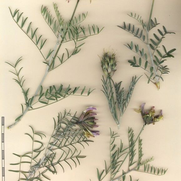 Astragalus hispanicus Outro