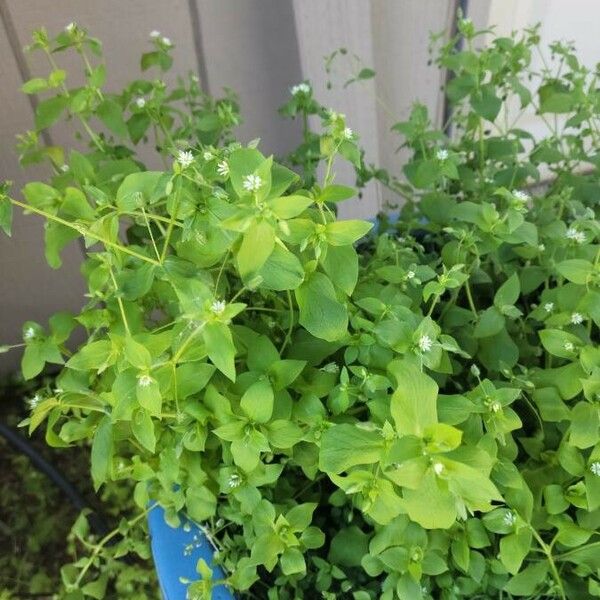 Cerastium diffusum Blad