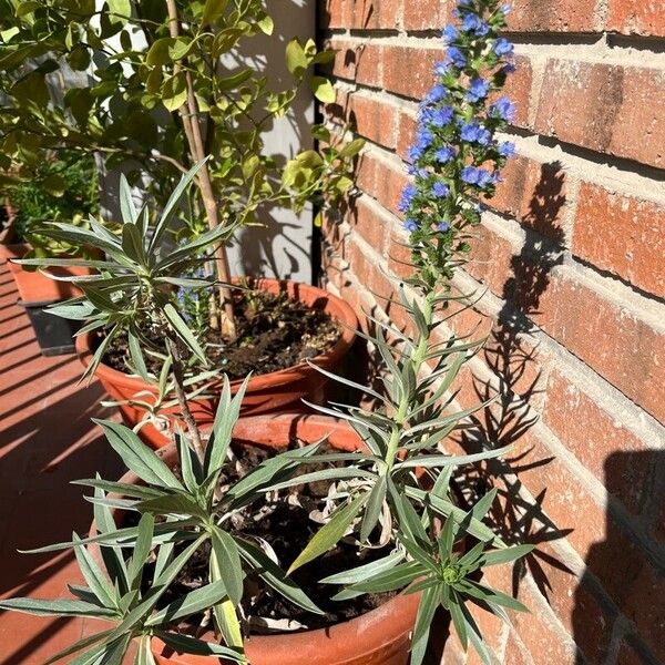 Echium webbii Habit