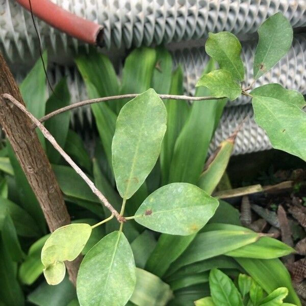 Ficus thonningii Leaf