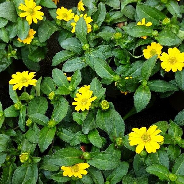 Sanvitalia procumbens Fiore