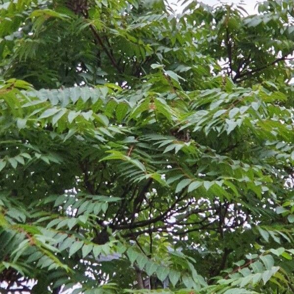 Rhus glabra Leaf