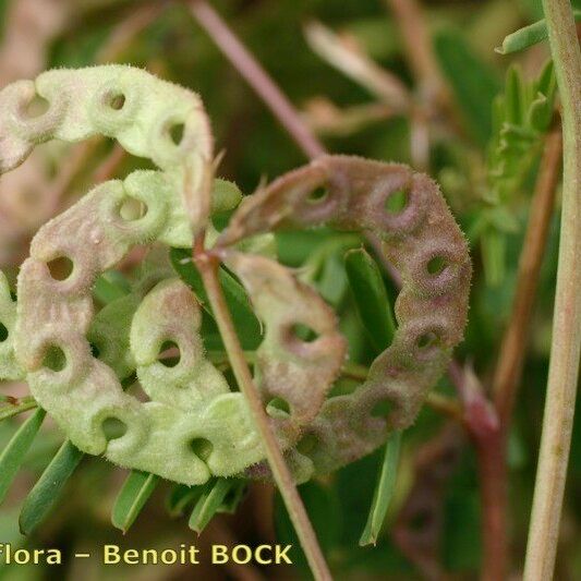 Hippocrepis multisiliquosa ফল