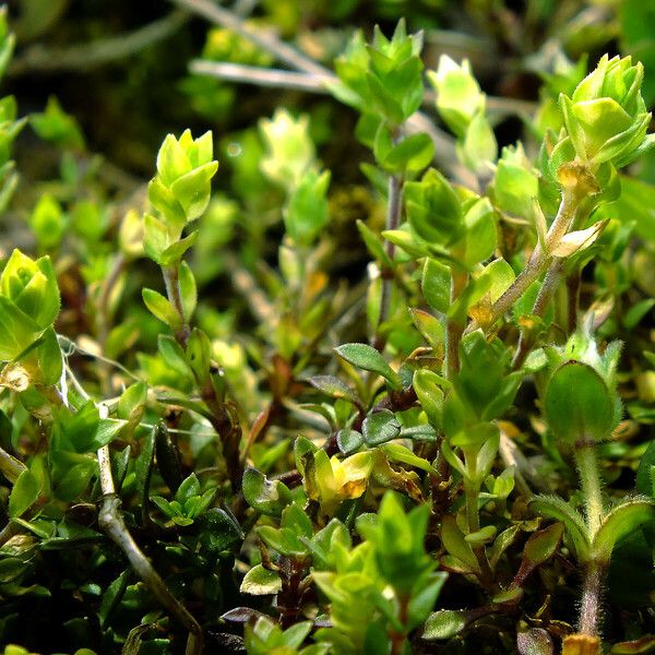 Arenaria ciliata Plante entière