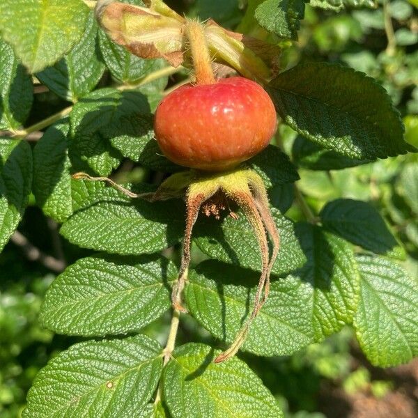 Rosa rugosa Φρούτο