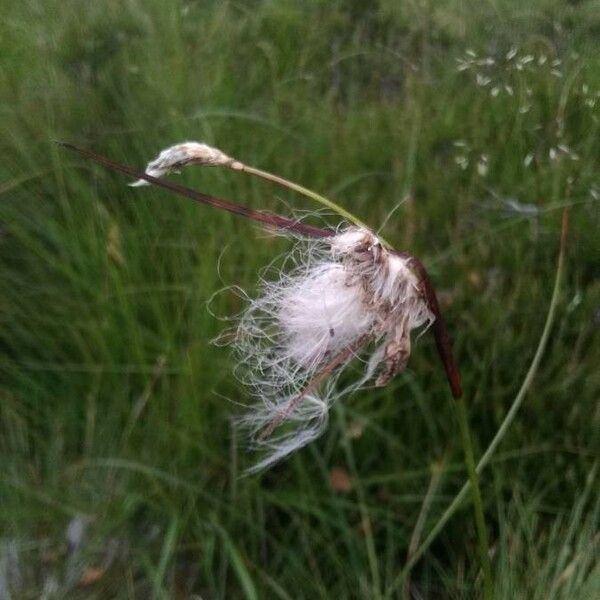 Eriophorum angustifolium Flower