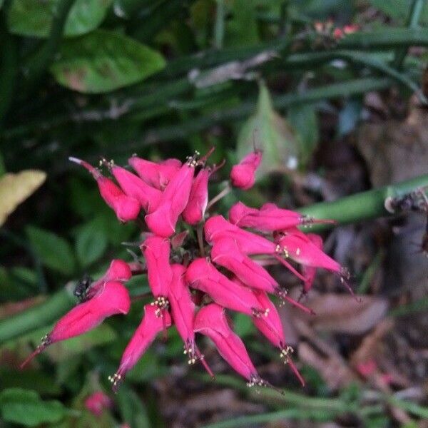 Pedilanthus tithymaloides Flors