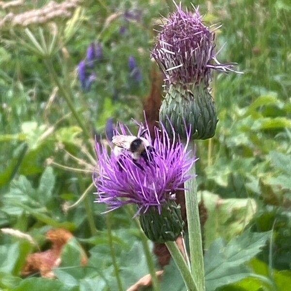 Cirsium heterophyllum Blomst