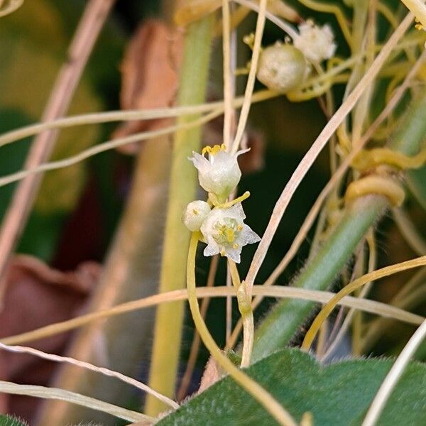 Cuscuta campestris Žiedas