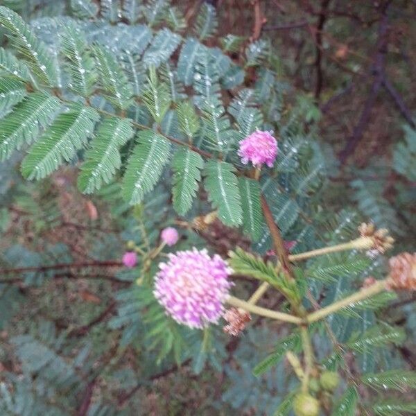 Mimosa quadrivalvis Blüte