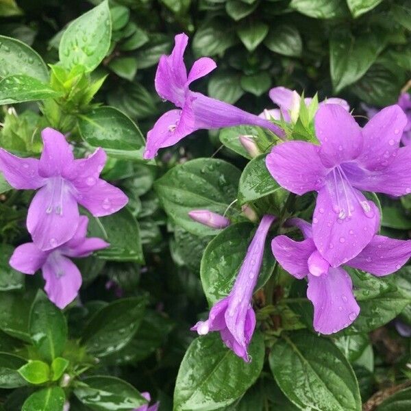 Barleria cristata फूल