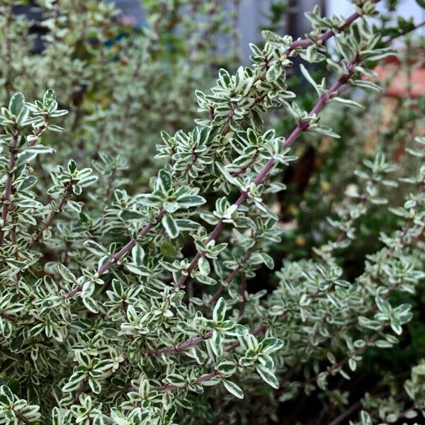 Euonymus fortunei Natur