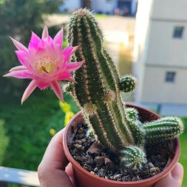 Chamaecereus silvestrii Leht