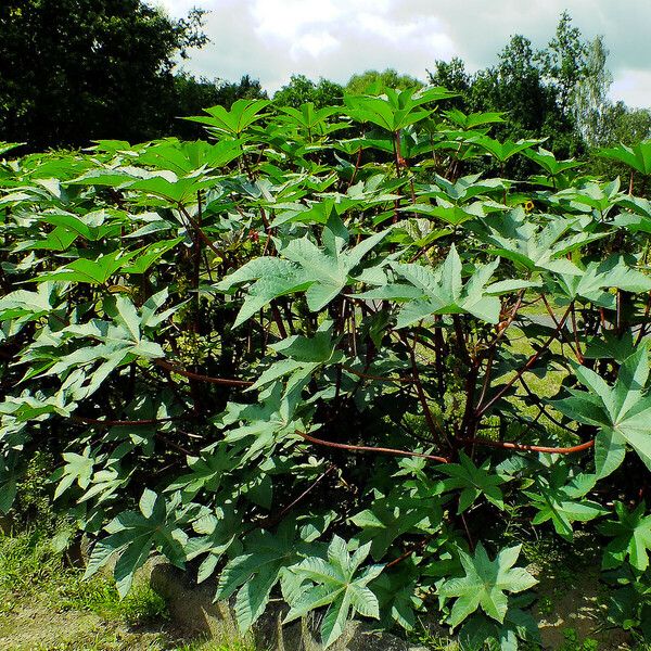 Ricinus communis Vekstform