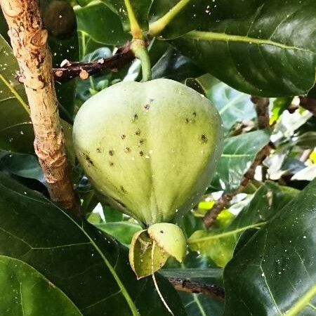 Barringtonia asiatica ഫലം