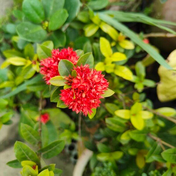 Ixora chinensis Frunză