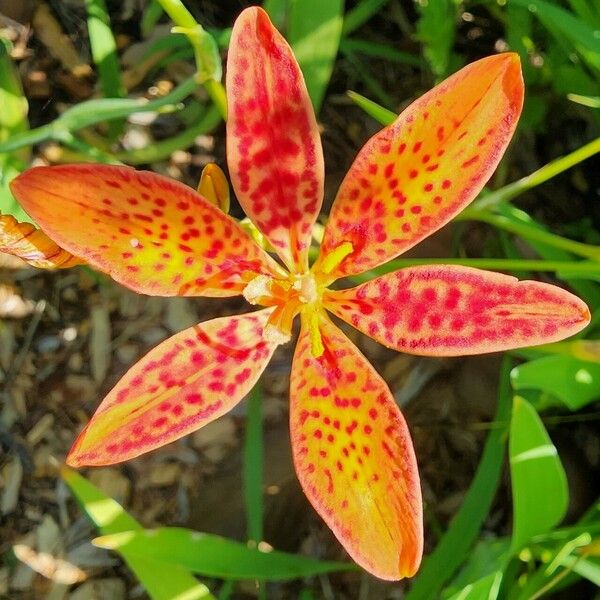 Iris domestica Blomst