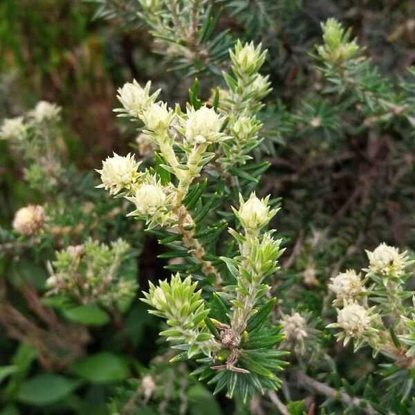 Phylica nitida Flower