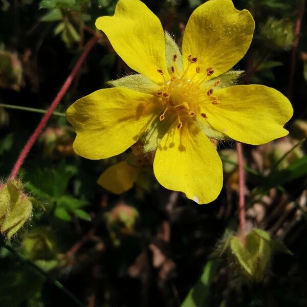 Potentilla heptaphylla Floro