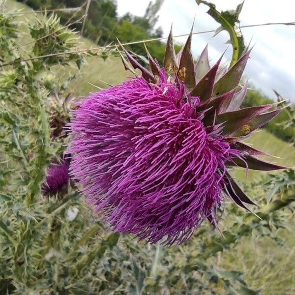 Carduus nutans Flor