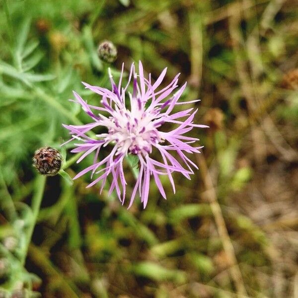 Centaurea stoebe Blomst