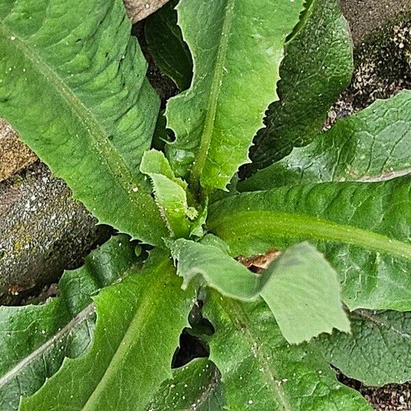 Lactuca virosa Habit