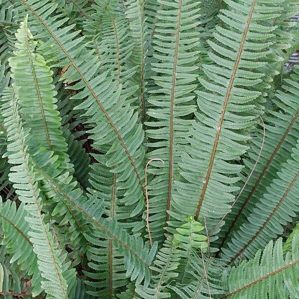 Nephrolepis cordifolia Feuille