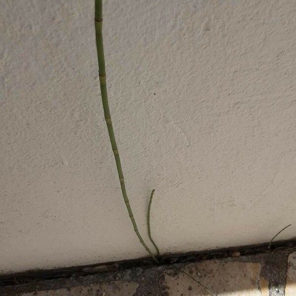 Equisetum ramosissimum Habit