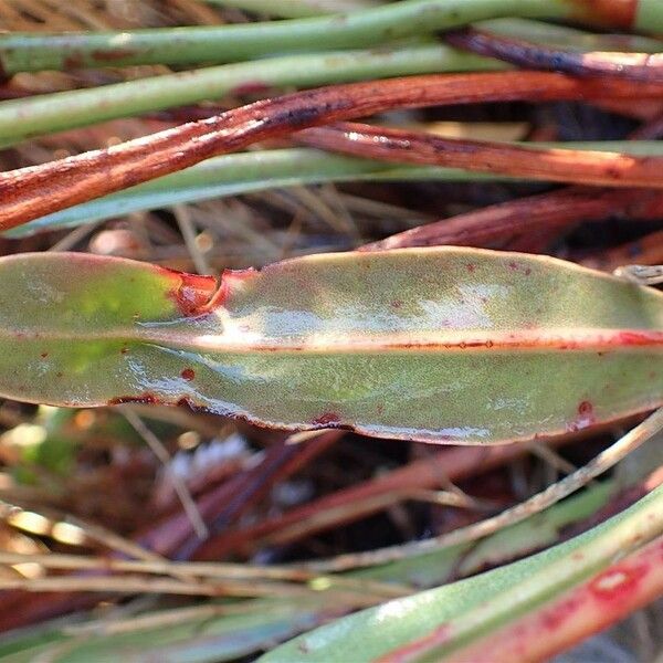 Limonium narbonense Leaf