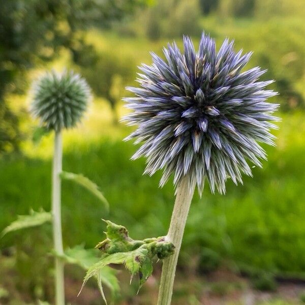 Echinops bannaticus Flower