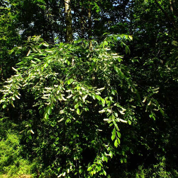 Prunus serotina Habit