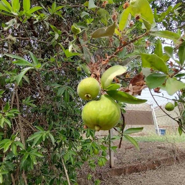 Eugenia pyriformis Fruit