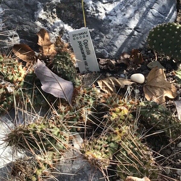 Opuntia polyacantha Hoja