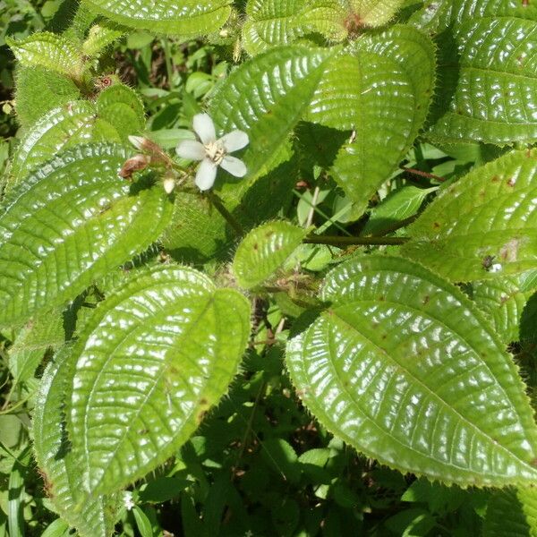 Miconia crenata Folha