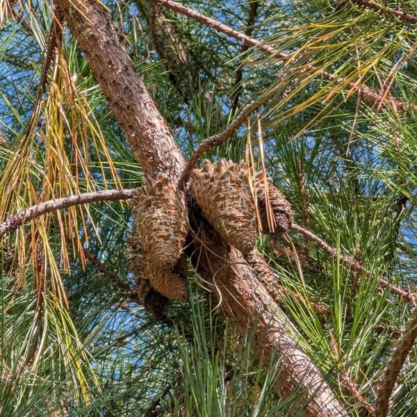 Pinus attenuata Fruit