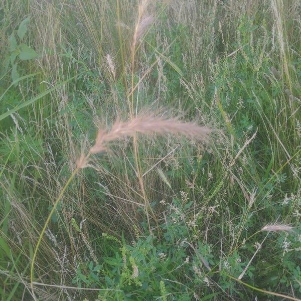 Elymus canadensis List