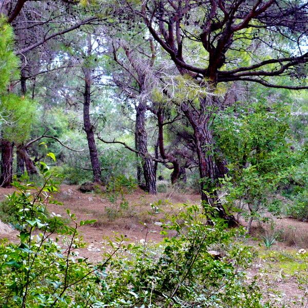 Pinus brutia 整株植物