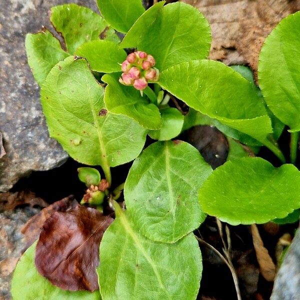 Pyrola minor Folla