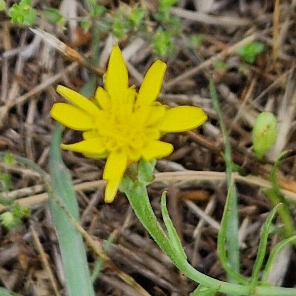 Scorzonera laciniata Fleur