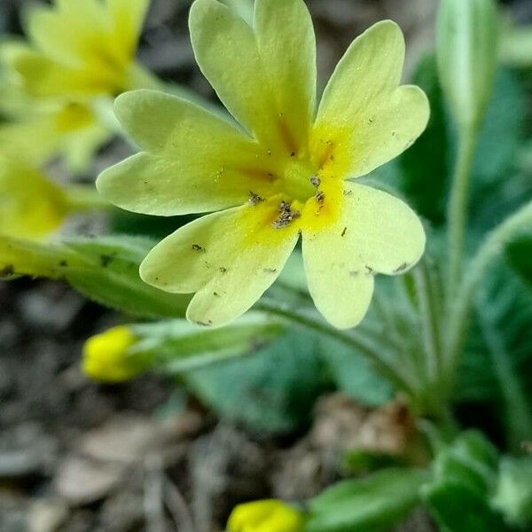 Primula × polyantha ᱵᱟᱦᱟ