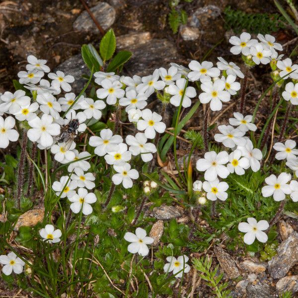 Androsace chamaejasme Blüte