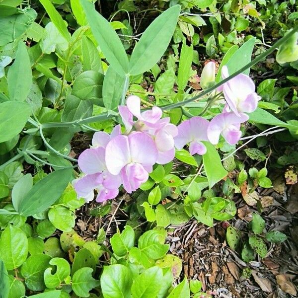 Lathyrus odoratus Kwiat