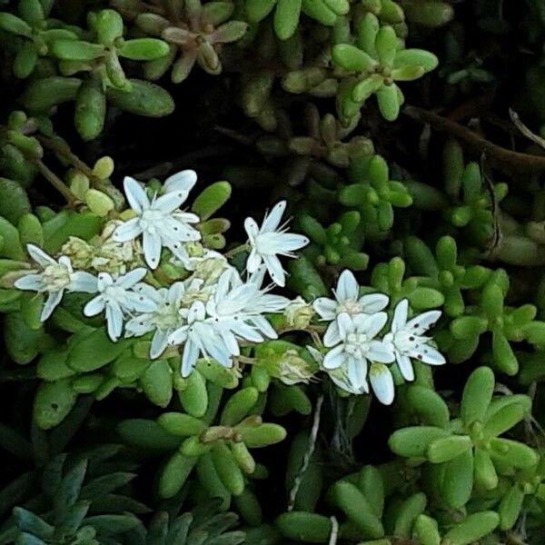 Sedum album Blüte