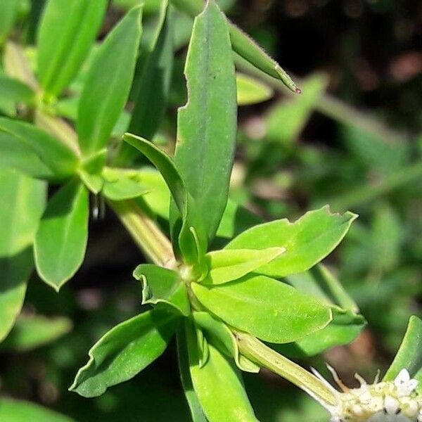 Spermacoce verticillata Leaf