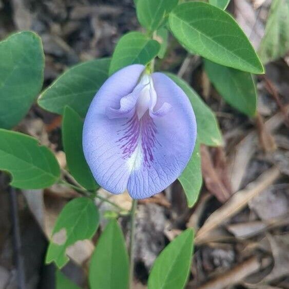 Clitoria mariana Lorea