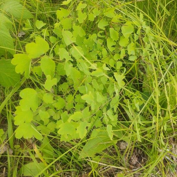 Thalictrum dioicum Blad