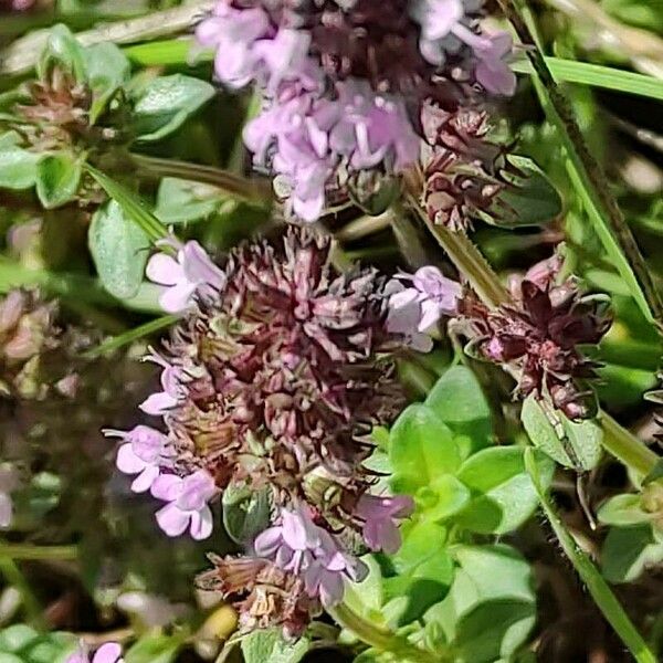 Thymus pulegioides Kvet