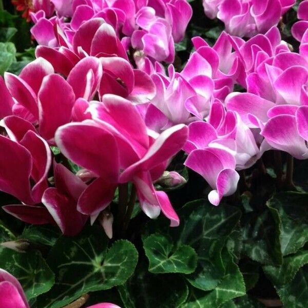 Cyclamen persicum Flower