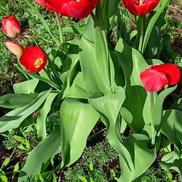 Tulipa agenensis Blatt