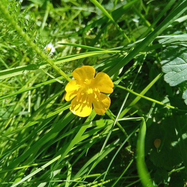 Ranunculus polyanthemos Kvet